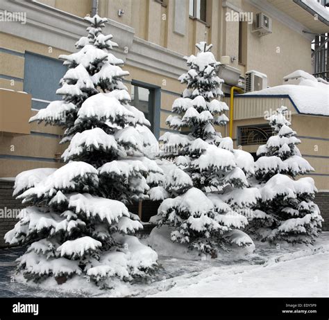 Three snowy fir trees Stock Photo - Alamy