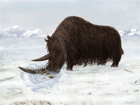 Woolly rhino finding stirs new Ice Age evolution theory - CBS News