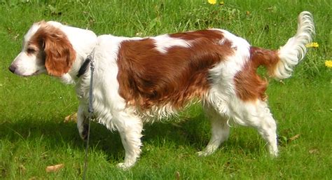 Welsh Springer Spaniel Training | Precision K9 Work