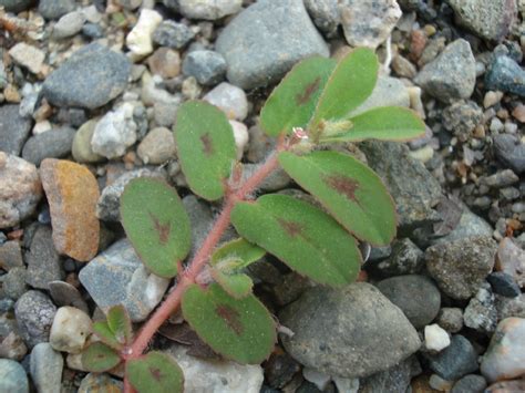 Prostrate Spurge - Cooperative Extension: Cranberries - University of Maine Cooperative Extension