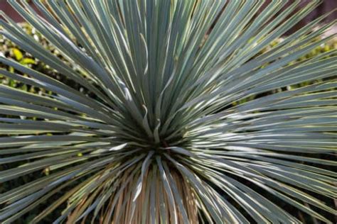 Yucca Rostrata Plant Care Guide | Plantly