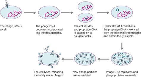 The Viral Life Cycle | Microbiology