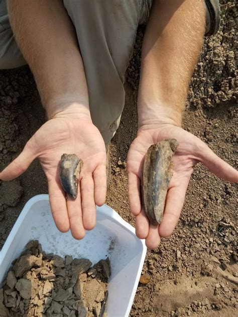 T. rex teeth found near Bismarck set state record | State & Regional | bismarcktribune.com