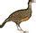 List of Galliformes - Wikipedia