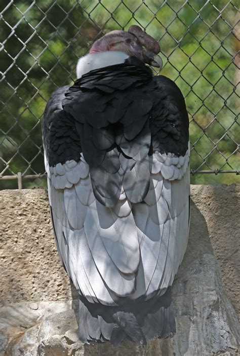 Pictures and information on Andean Condor