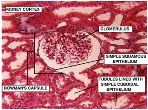 Cuboidal Epithelium Kidney