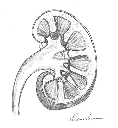 Kidney Sketch at PaintingValley.com | Explore collection of Kidney Sketch