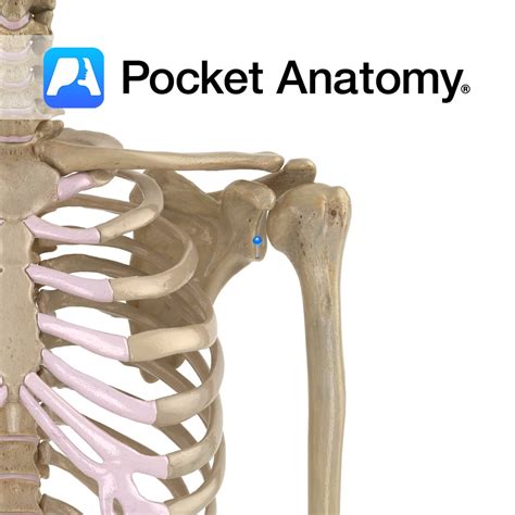 Scapula - infraglenoid tubercle - Pocket Anatomy