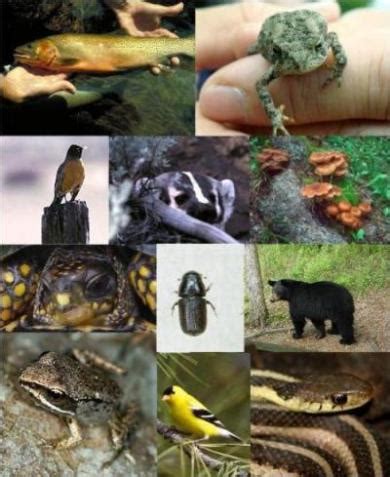 Biodiversity in Forests – Climate, Forests and Woodlands