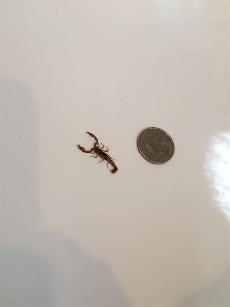 Small scorpion found in Sierra Nevada foothills in Northeastern California. Quarter for scale ...