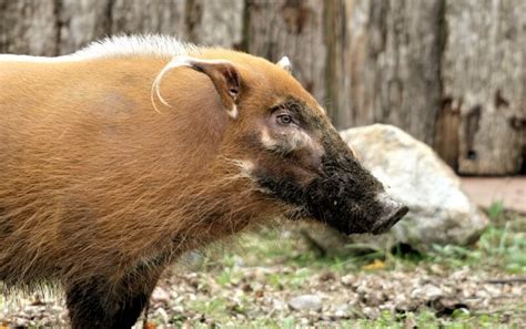 Red River Hog - Roger Williams Park Zoo