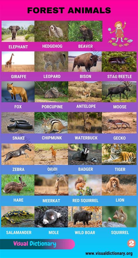 Forest Animals: Helpful List of 55 Different Animals Living in the Forest - Visual Dictionary ...