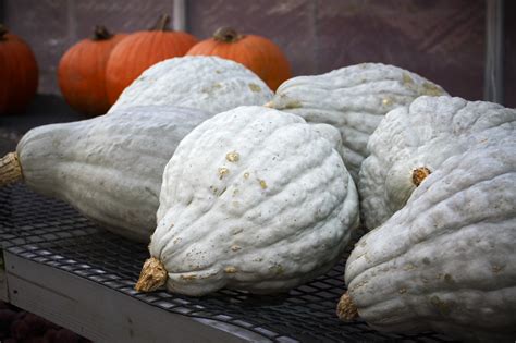 Squash Harvest & Storage Tips | Jung Seed’s Gardening Blog