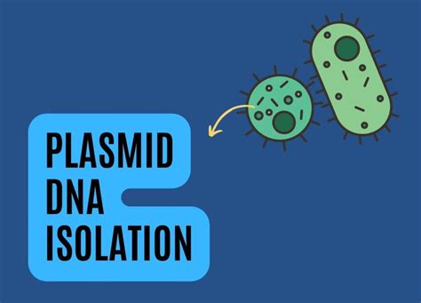 Comprehensive Guide to Plasmid DNA Isolation – Genetic Education