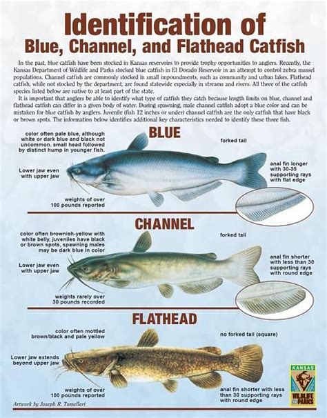 Channel Catfish Weight Chart | Printable Templates Free