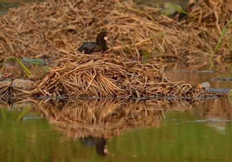 Cormorant in its habitat stock photo. Image of sunny - 86851854