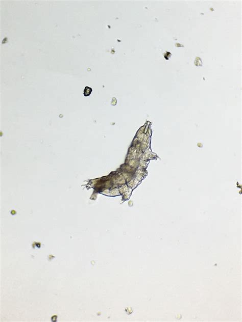 How to find a tardigrade at home under the microscope - Joyful Microbe