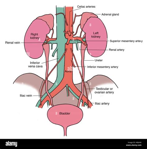 Ovarian artery hi-res stock photography and images - Alamy