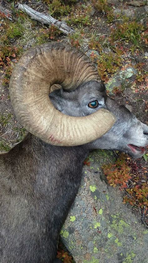 Bighorn Sheep Hunting Guides – Horn Fork Guides