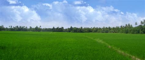 Kuttanad , The rice bowl of Kerala which has abundant paddy fields situated near to Camlot offer ...