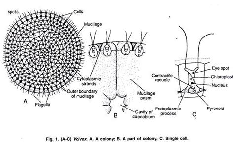 Volvox Occurrence Reproduction Colony Coenobium