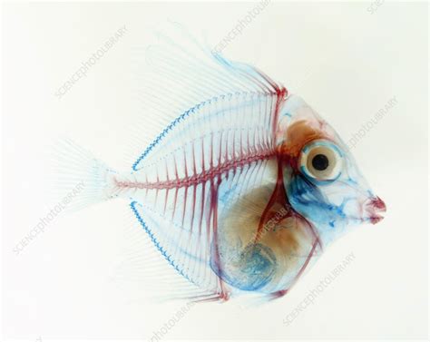 Preserved fish, X-ray - Stock Image - C011/0142 - Science Photo Library