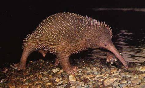 Eastern long beaked echidna - Alchetron, the free social encyclopedia