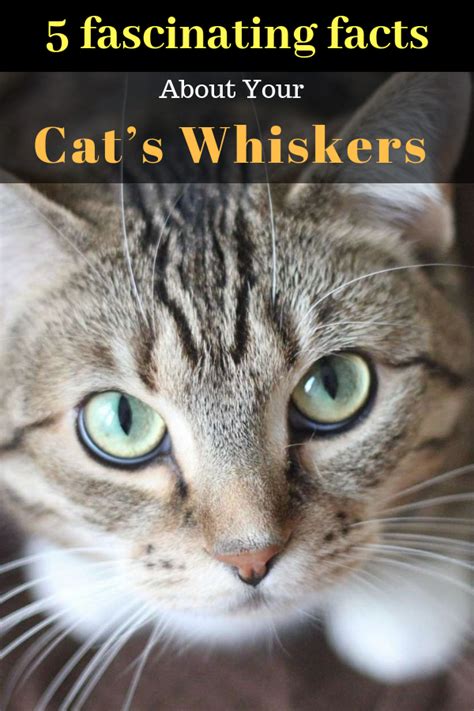 5 Fascinating Facts About Your Cat’s Whiskers | Cats, Cat whiskers, Whiskers