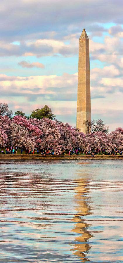 Washington Monument Cherry Blossoms #1 Photograph by Margie Wildblood ...