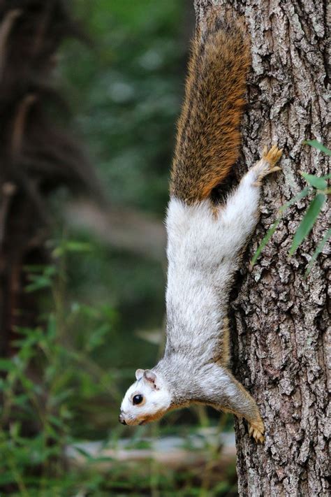 Another pic of the piebald squirrel at the Dallas Zoo | Cute animal ...