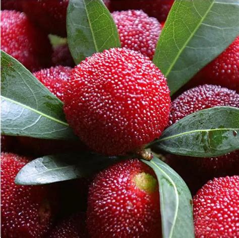 10PCS Myrica Rubra bonsais, Chinese Red Bayberry, Myrica rubra ...