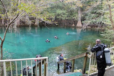 Homosassa Springs: Florida Manatee and Wildlife Adventure - WanderWisdom