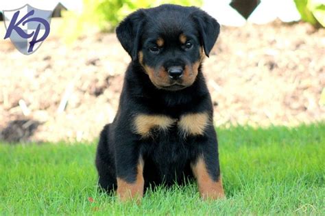 36 Awesome husky rottweiler mix images | Rottweiler mix, Rottweiler mix ...