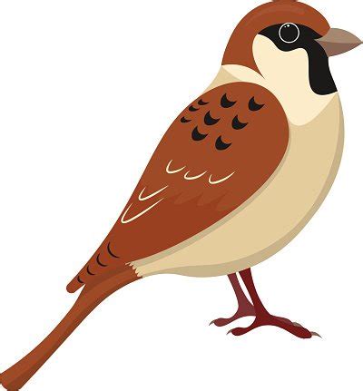 Sparrow Clipart at GetDrawings | Free download