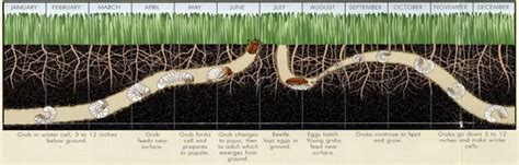 What Are White Grubs & How To Identify Them