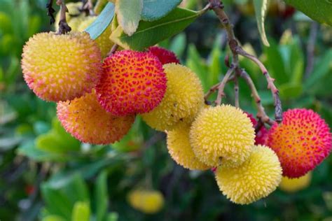 Arbutus unedo (Strawberry Tree)