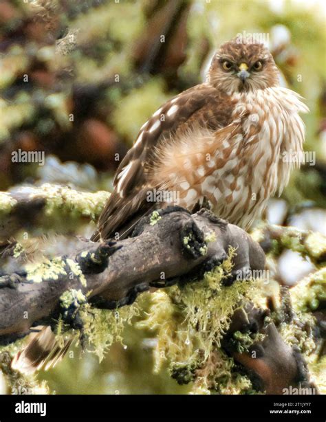 Northern sharp shinned hawk hi-res stock photography and images - Alamy