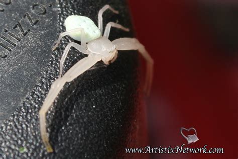 Nita's Photography: Macro Monday: Albino Spider