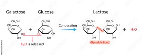 Lactose Formation. Glycosidic Bond Formation From Two molecules ...