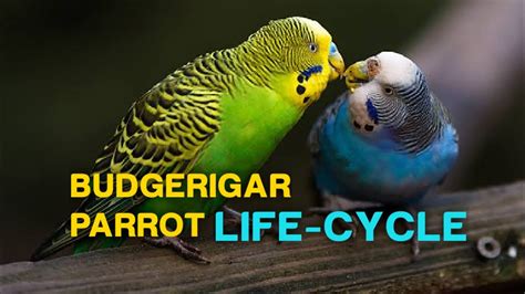 Life-cycle of budgerigar parrot | adult age || breeding age ...