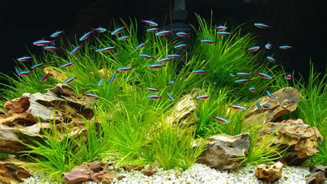 Why Are My Neon Tetras Fighting? » Petsoid