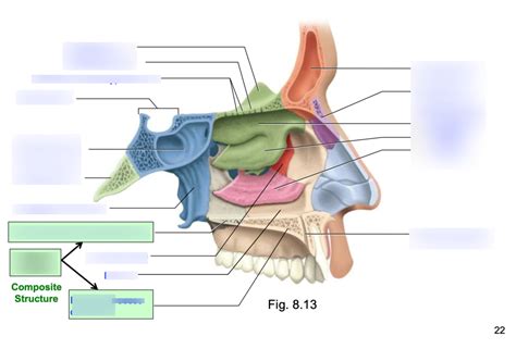 sagittal plane Diagram | Quizlet