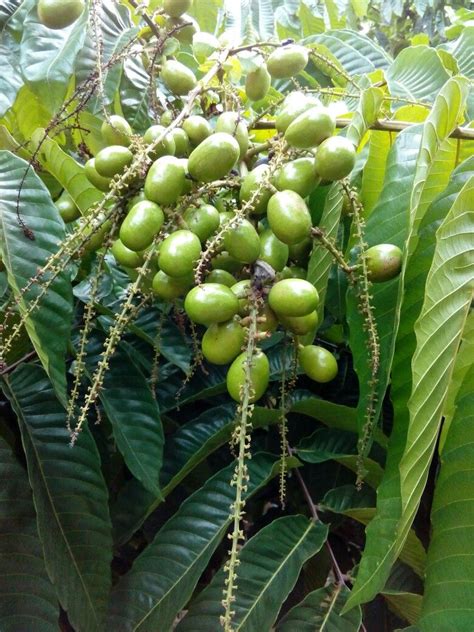 Matoa fruite from Papua Indonesia | Buah, Indonesia