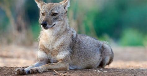 Jackal - A-Z Animals