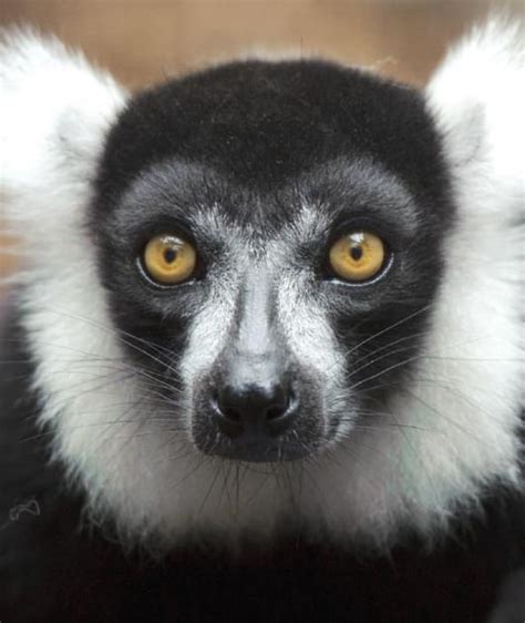 Black And White Ruffed Lemur Habitat