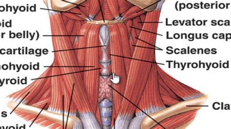 The muscles of the neck - YouTube