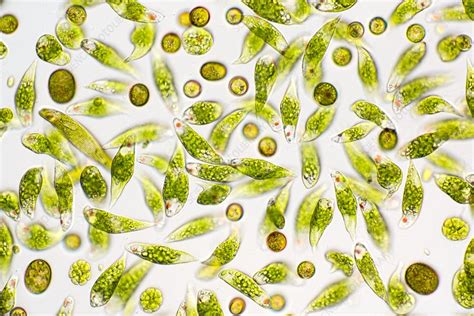 Assorted protists, light micrograph - Stock Image - C033/7994 - Science ...