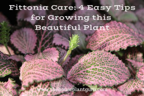 Fittonia Care: 4 Easy Tips for Growing this Beautiful Plant - The ...