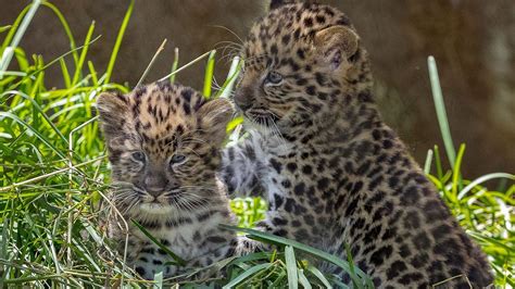 Endangered Amur Leopard Cubs Pounce and Play - YouTube