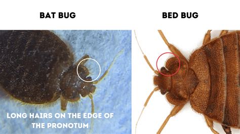 Bat Bug vs Bed Bug: A Guide with Photos - Doctor Sniffs